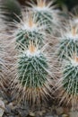 Royal Cross, Mammillaria karwinskianaÃÂ subs. nejapensis, Mexican cactuses Royalty Free Stock Photo